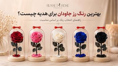 بهترین رنگ رز جاودان برای هدیه چیست؟ راهنمای انتخاب رنگ بر اساس مناسبت